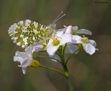 Orange Tip on Cuckoo Flower 160510